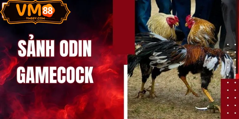 Đá Gà ODIN Cựa Dao VM88